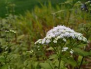 Ageratina altissima 'Lucky Melody' Nõgeselehine pahmaslill (nõgeselehine vesikanep)
